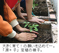 大きく育て！の願いを込めて・・・！「凛々子」定植の様子。